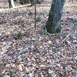 Photo of UNDER CONTRACT!  10.03 Acres of Hunting and Timberland For Sale in Warren County NC!