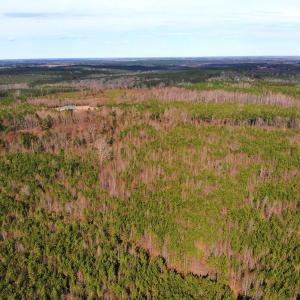 Photo of UNDER CONTRACT!  10.03 Acres of Hunting and Timberland For Sale in Warren County NC!