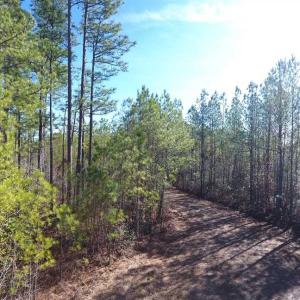 Photo of SOLD!!  290.75 Acres of Creek Front Hunting and Timber Land For Sale in Pender County NC!