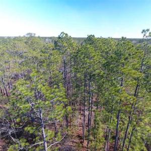 Photo of SOLD!!  290.75 Acres of Creek Front Hunting and Timber Land For Sale in Pender County NC!