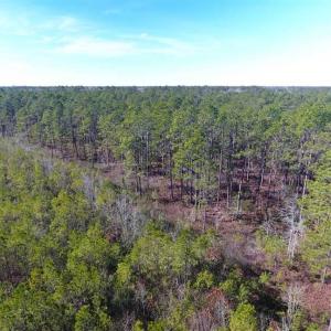 Photo of SOLD!!  290.75 Acres of Creek Front Hunting and Timber Land For Sale in Pender County NC!