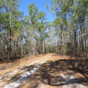 Photo of SOLD!!  290.75 Acres of Creek Front Hunting and Timber Land For Sale in Pender County NC!