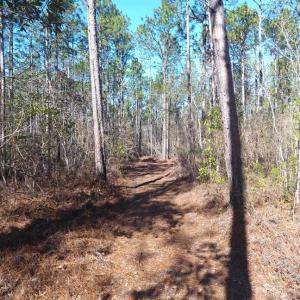 Photo of SOLD!!  290.75 Acres of Creek Front Hunting and Timber Land For Sale in Pender County NC!
