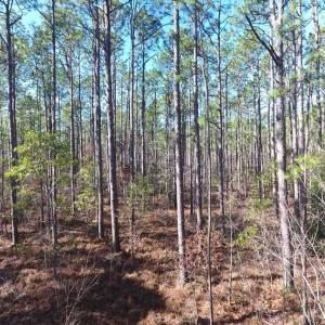 Photo of SOLD!!  290.75 Acres of Creek Front Hunting and Timber Land For Sale in Pender County NC!