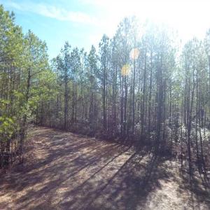 Photo of SOLD!!  290.75 Acres of Creek Front Hunting and Timber Land For Sale in Pender County NC!