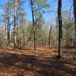 Photo of SOLD!!  290.75 Acres of Creek Front Hunting and Timber Land For Sale in Pender County NC!