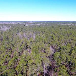 Photo of SOLD!!  290.75 Acres of Creek Front Hunting and Timber Land For Sale in Pender County NC!