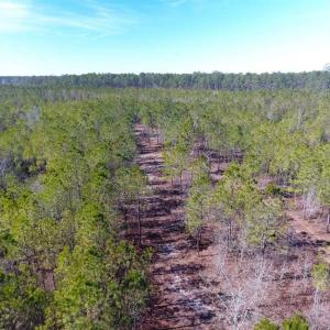 Photo of SOLD!!  290.75 Acres of Creek Front Hunting and Timber Land For Sale in Pender County NC!