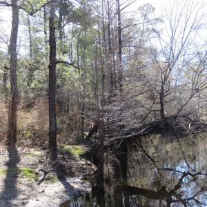 Photo of SOLD!!  290.75 Acres of Creek Front Hunting and Timber Land For Sale in Pender County NC!
