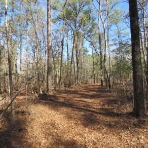Photo of SOLD!!  290.75 Acres of Creek Front Hunting and Timber Land For Sale in Pender County NC!