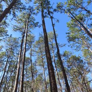 Photo of SOLD!!  290.75 Acres of Creek Front Hunting and Timber Land For Sale in Pender County NC!