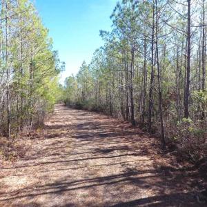 Photo of SOLD!!  290.75 Acres of Creek Front Hunting and Timber Land For Sale in Pender County NC!
