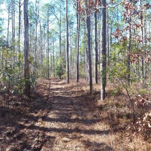 Photo of SOLD!!  290.75 Acres of Creek Front Hunting and Timber Land For Sale in Pender County NC!