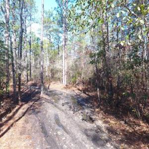 Photo of SOLD!!  290.75 Acres of Creek Front Hunting and Timber Land For Sale in Pender County NC!