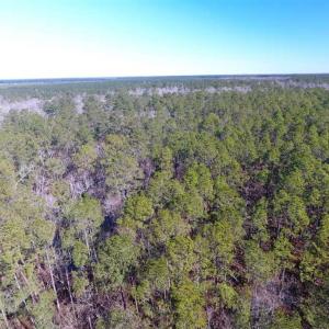 Photo of SOLD!!  290.75 Acres of Creek Front Hunting and Timber Land For Sale in Pender County NC!