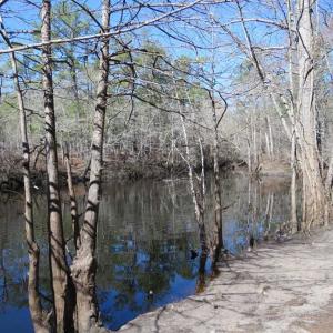 Photo of SOLD!!  290.75 Acres of Creek Front Hunting and Timber Land For Sale in Pender County NC!