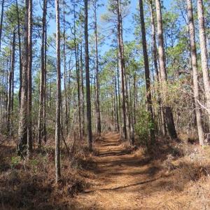 Photo of SOLD!!  290.75 Acres of Creek Front Hunting and Timber Land For Sale in Pender County NC!