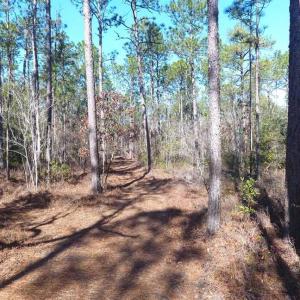 Photo of SOLD!!  290.75 Acres of Creek Front Hunting and Timber Land For Sale in Pender County NC!