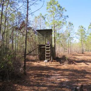Photo of SOLD!!  290.75 Acres of Creek Front Hunting and Timber Land For Sale in Pender County NC!