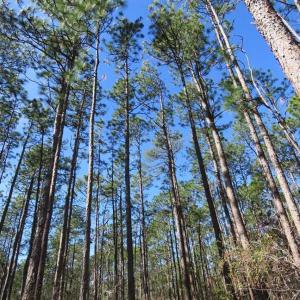 Photo of SOLD!!  290.75 Acres of Creek Front Hunting and Timber Land For Sale in Pender County NC!