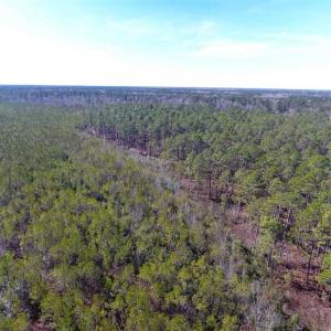 Photo of SOLD!!  290.75 Acres of Creek Front Hunting and Timber Land For Sale in Pender County NC!
