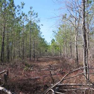 Photo of SOLD!!  290.75 Acres of Creek Front Hunting and Timber Land For Sale in Pender County NC!