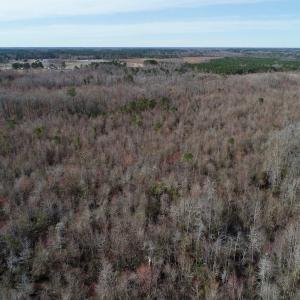 Photo of UNDER CONTRACT!  121 Acres of Hunting Land For Sale in Robeson County NC!