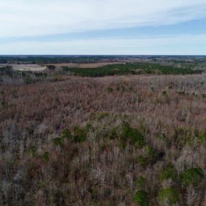 Photo of UNDER CONTRACT!  121 Acres of Hunting Land For Sale in Robeson County NC!