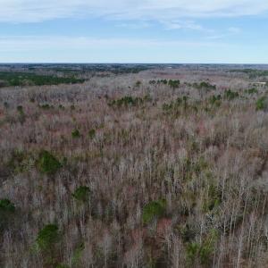 Photo of UNDER CONTRACT!  121 Acres of Hunting Land For Sale in Robeson County NC!