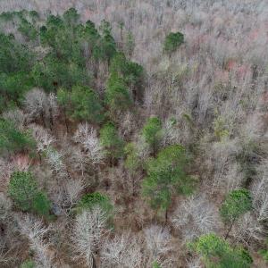 Photo of UNDER CONTRACT!  121 Acres of Hunting Land For Sale in Robeson County NC!