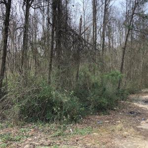 Photo of UNDER CONTRACT!  121 Acres of Hunting Land For Sale in Robeson County NC!
