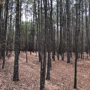 Photo of UNDER CONTRACT!  121 Acres of Hunting Land For Sale in Robeson County NC!