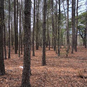 Photo of UNDER CONTRACT!  121 Acres of Hunting Land For Sale in Robeson County NC!