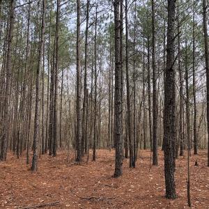 Photo of UNDER CONTRACT!  121 Acres of Hunting Land For Sale in Robeson County NC!