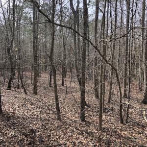 Photo of UNDER CONTRACT!  121 Acres of Hunting Land For Sale in Robeson County NC!
