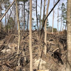 Photo of UNDER CONTRACT!  121 Acres of Hunting Land For Sale in Robeson County NC!