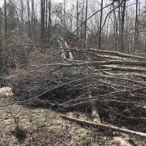 Photo of UNDER CONTRACT!  121 Acres of Hunting Land For Sale in Robeson County NC!