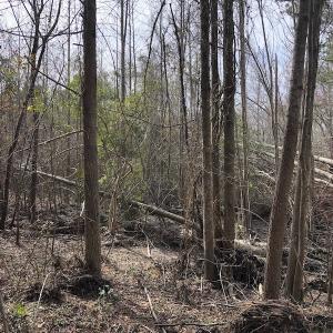 Photo of UNDER CONTRACT!  121 Acres of Hunting Land For Sale in Robeson County NC!