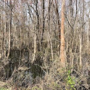 Photo of UNDER CONTRACT!  121 Acres of Hunting Land For Sale in Robeson County NC!