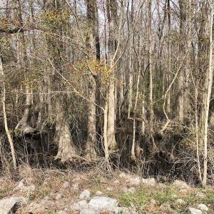 Photo of UNDER CONTRACT!  121 Acres of Hunting Land For Sale in Robeson County NC!