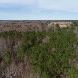 Photo of UNDER CONTRACT!  121 Acres of Hunting Land For Sale in Robeson County NC!