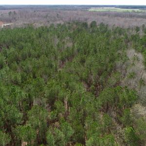 Photo of UNDER CONTRACT!  121 Acres of Hunting Land For Sale in Robeson County NC!