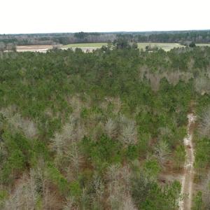 Photo of UNDER CONTRACT!  35 Acres of Hunting Land For Sale in Columbus County NC!
