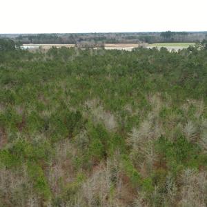 Photo of UNDER CONTRACT!  35 Acres of Hunting Land For Sale in Columbus County NC!