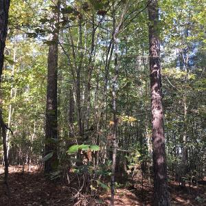 Photo of UNDER CONTRACT!  47.42 Acres of Recreational and Residential Land For sale in Charlotte County VA!