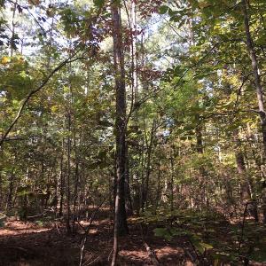 Photo of UNDER CONTRACT!  47.42 Acres of Recreational and Residential Land For sale in Charlotte County VA!