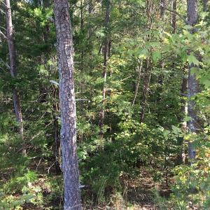 Photo of UNDER CONTRACT!  47.42 Acres of Recreational and Residential Land For sale in Charlotte County VA!