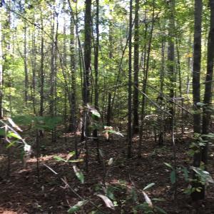 Photo of UNDER CONTRACT!  47.42 Acres of Recreational and Residential Land For sale in Charlotte County VA!