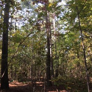 Photo of UNDER CONTRACT!  47.42 Acres of Recreational and Residential Land For sale in Charlotte County VA!