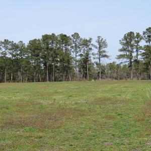 Photo of UNDER CONTRACT!  69 Acres of Residential Timber and Farm Land for Sale in Columbus County NC!